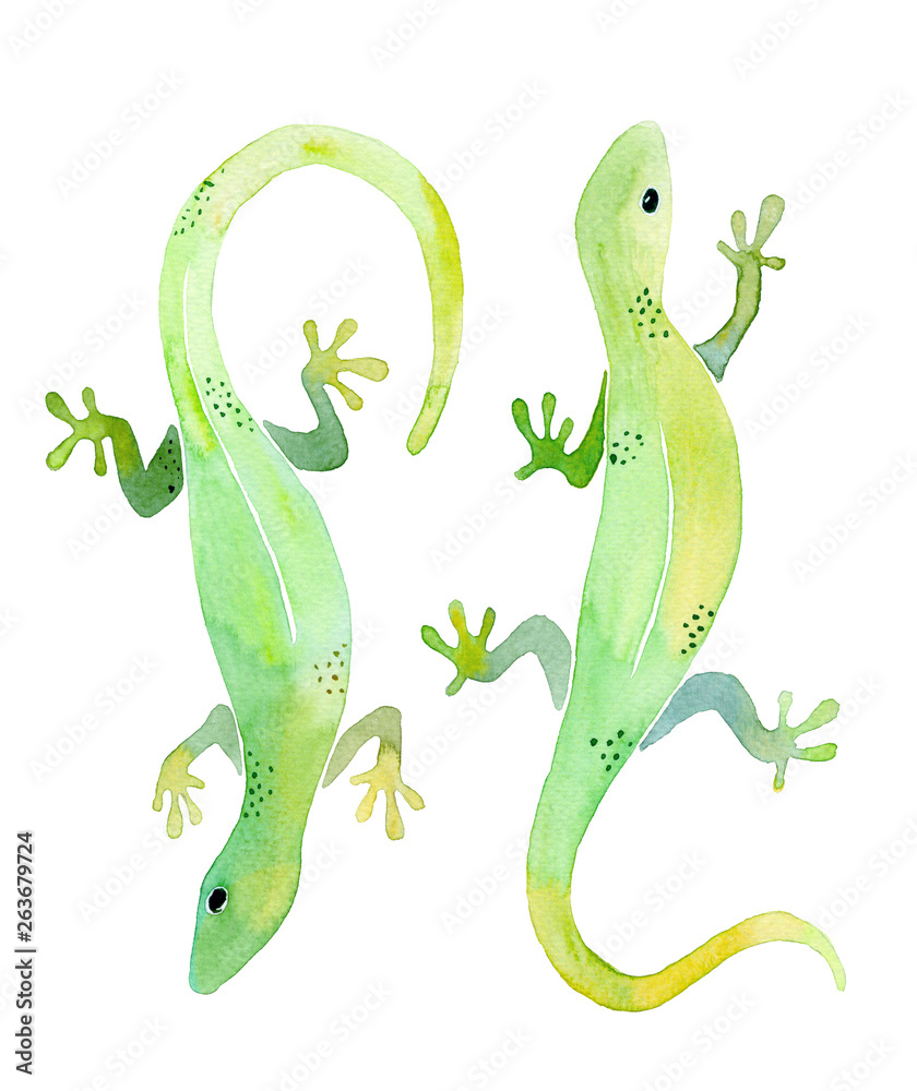 Fototapeta premium watercolor illustration of two green geckos on white background isolated