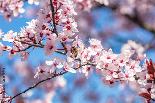 cherry tree in bloom.pink flowers