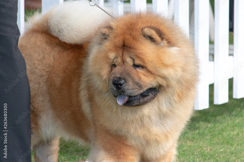 Beautiful red chow chow dog standing with a leash on.
