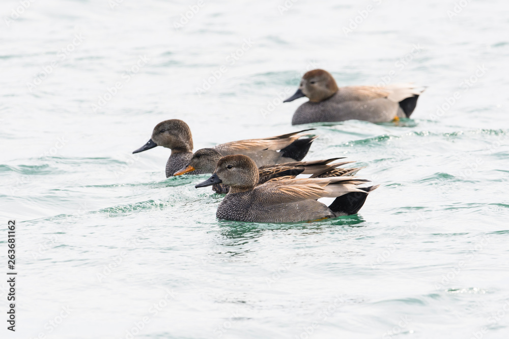 Fototapeta premium オカヨシガモ(Gadwall)