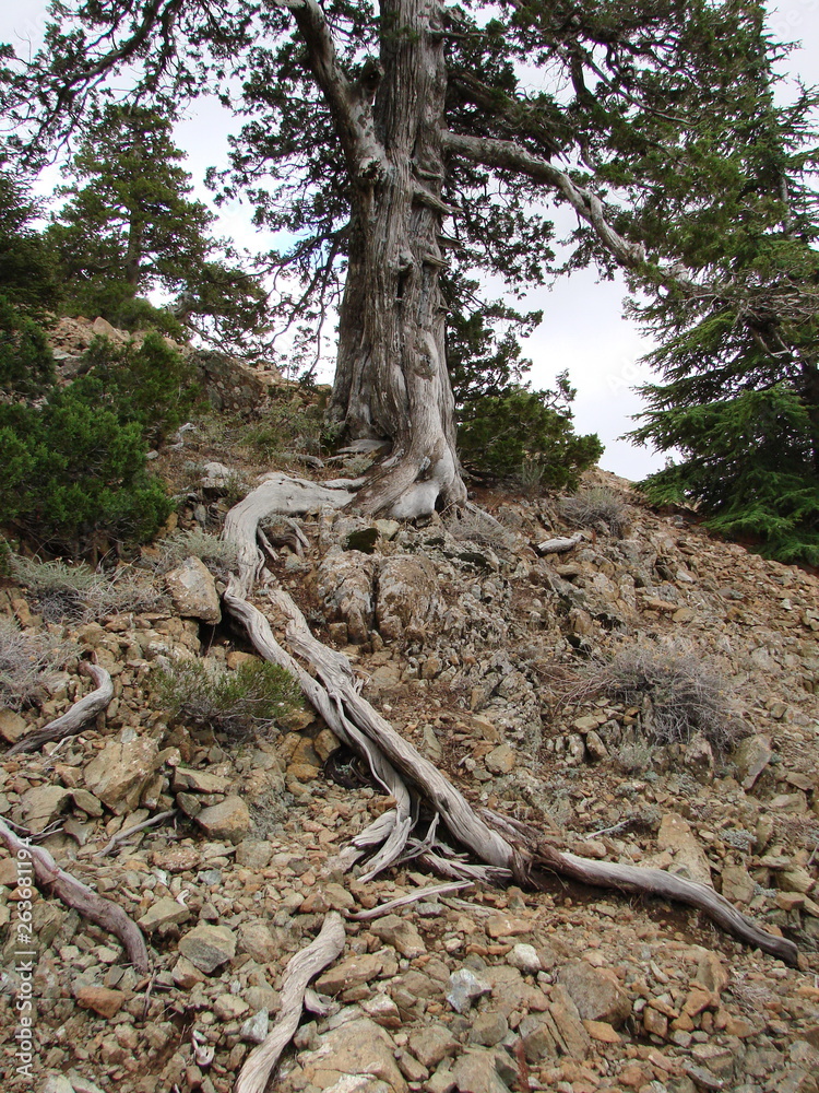 A view from the paths on the roots of a mountain tree that holds the barrel firmly on the rocky surface of the mountain slope.