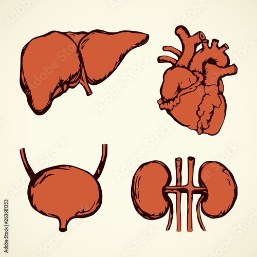 Bladder. Vector drawing