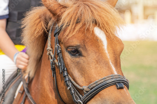 Close up face of race horse with bridle and hood in race course