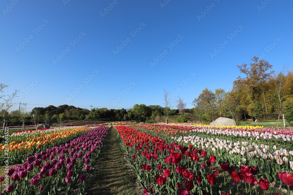 馬見丘陵公園のチューリップ畑