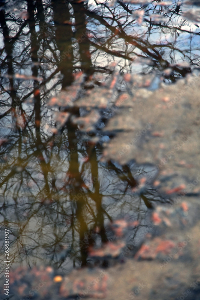 A tree reflection in a water puddle. Early springtime A tree reflection in a water puddle. Early springtime