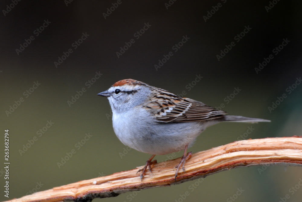 Chipping Sparrow Chipping Sparrow