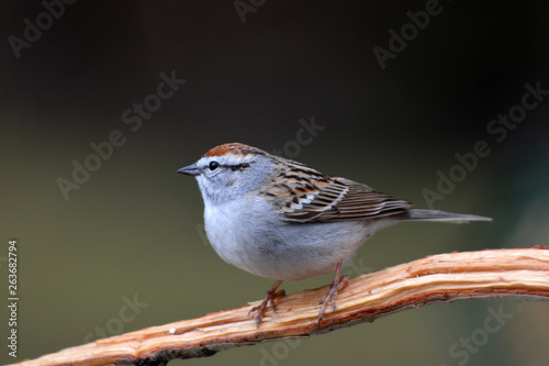 Chipping Sparrow © Carol Hamilton