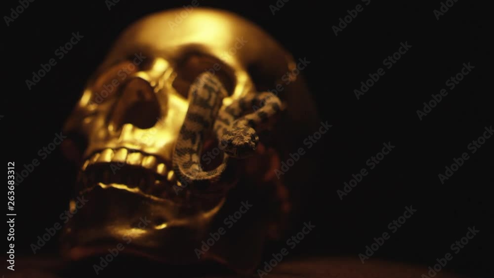 A snake in a golden skull A snake in a golden skull