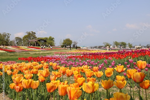 馬見丘陵公園のチューリップ畑