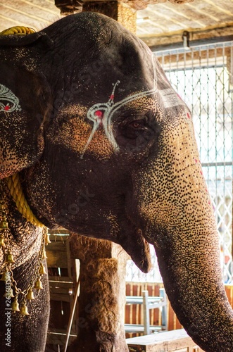 Temple Elephant blessings piligrms at Trichy Malaikottai Temple photo