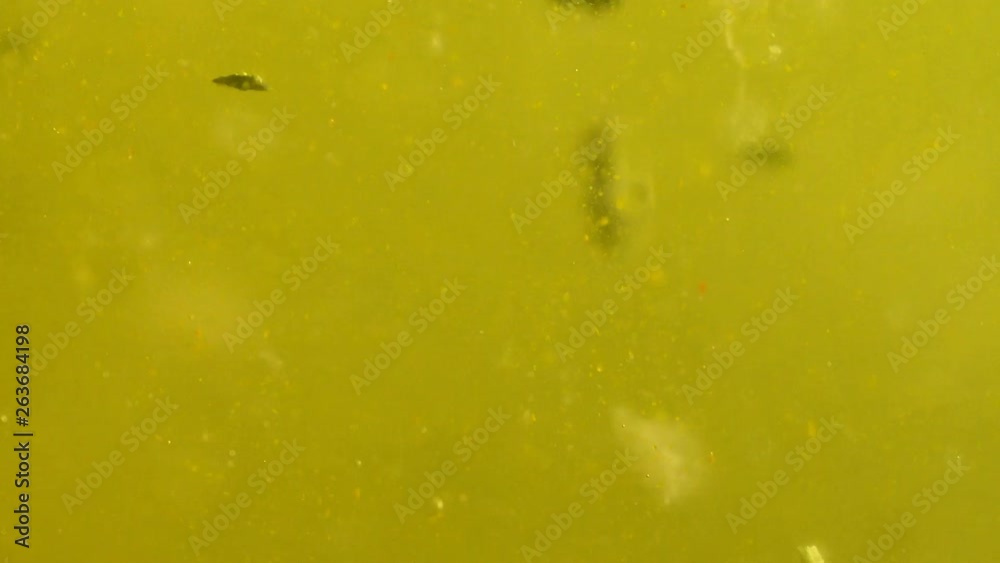 Ultra macro bio vegetable water background. Different particles of ...