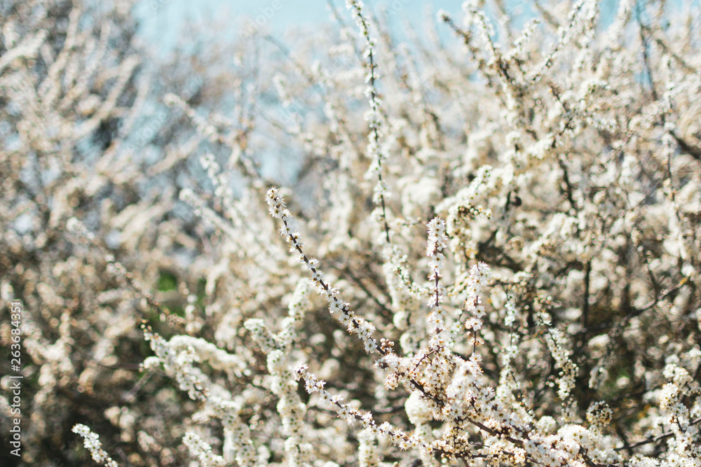 blooming blooming