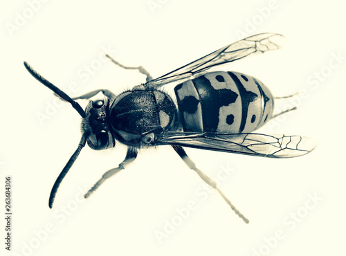 wasp larra beetles pests orderly garden medvedka protection larva insect White-black image