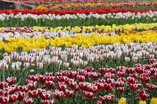 Wallpaper Mural 馬見丘陵公園のチューリップ畑 Torontodigital.ca