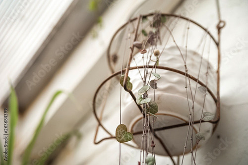 Ceropegia woodii. Urban jungle. Winter garden with plants, flowers. Garden in the house, transplanting potted plants