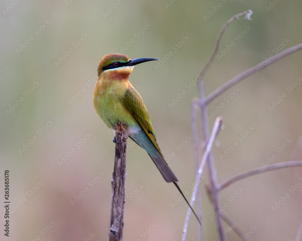 Obraz premium Bee-eater3