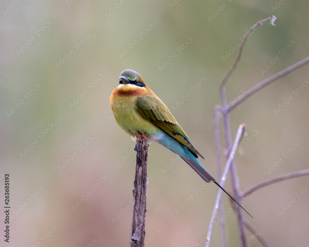 Fototapeta premium Bee-eater2