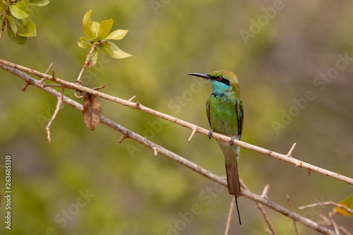 Bee-eater5