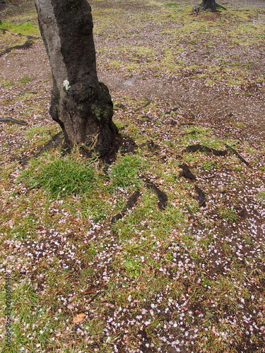 雨の日の桜の花びら散った公園風景