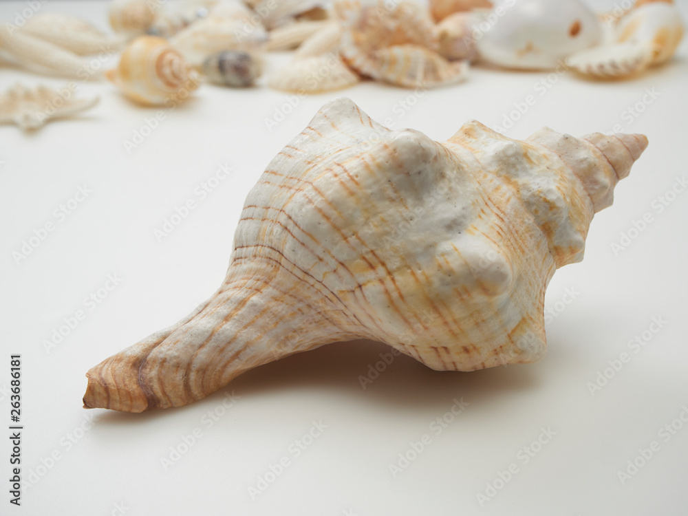 Beautiful patterned shells