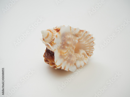 Beautiful patterned shells