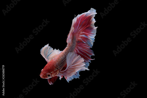 betta fish photo