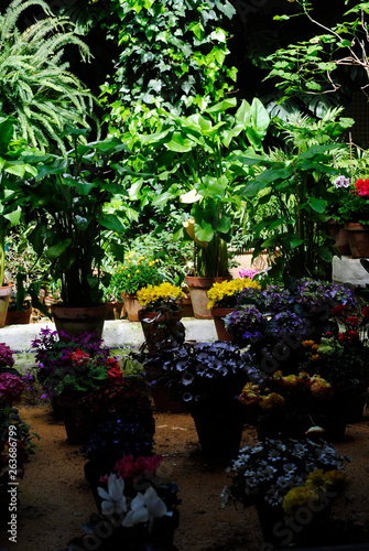 Garden full of flowers