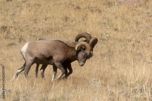 Bighorn Sheep in Yellowstone National Park