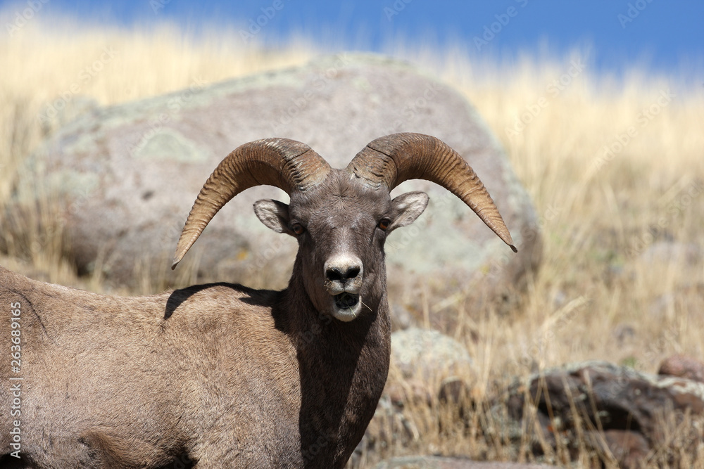 Bighorn Sheep in Yellowstone National Park