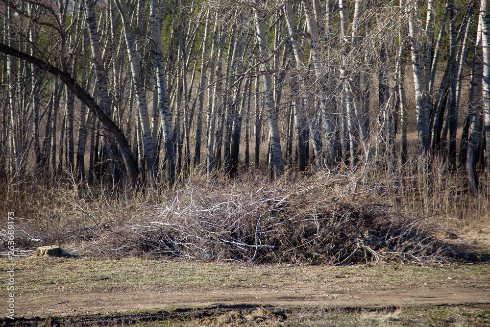 pile of cut dry branches pile of cut dry branches