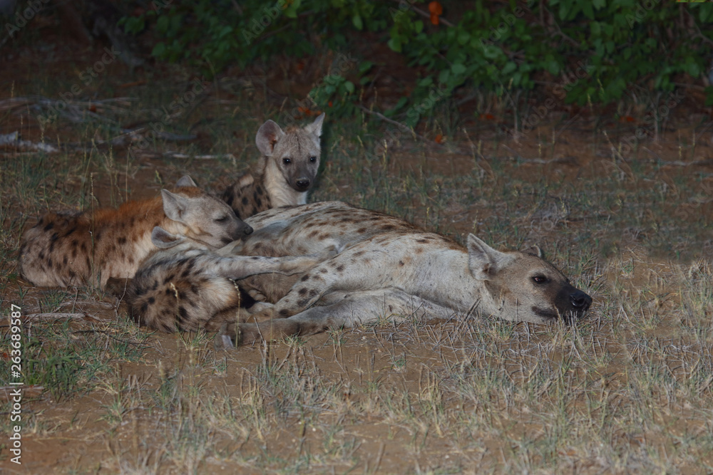 Obraz premium Tüpfelhyäne / Spotted Hyaena / Crocuta crocuta.