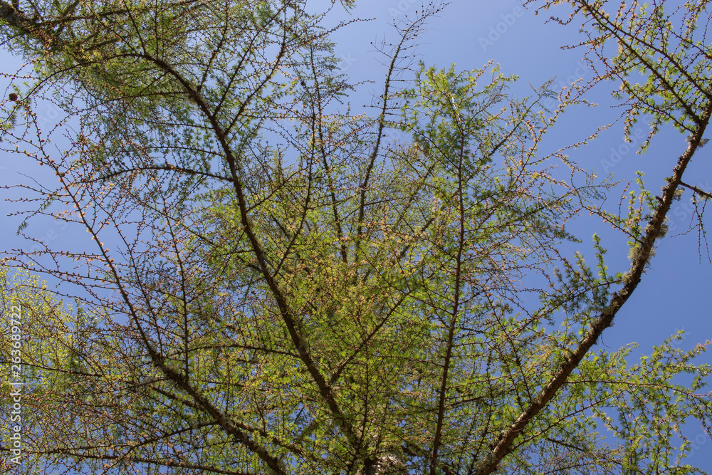 European Larch canopy against a blue sky in Scotland during spring/April with sliding motion and arc. European Larch canopy against a blue sky in Scotland during spring/April with sliding motion and arc.