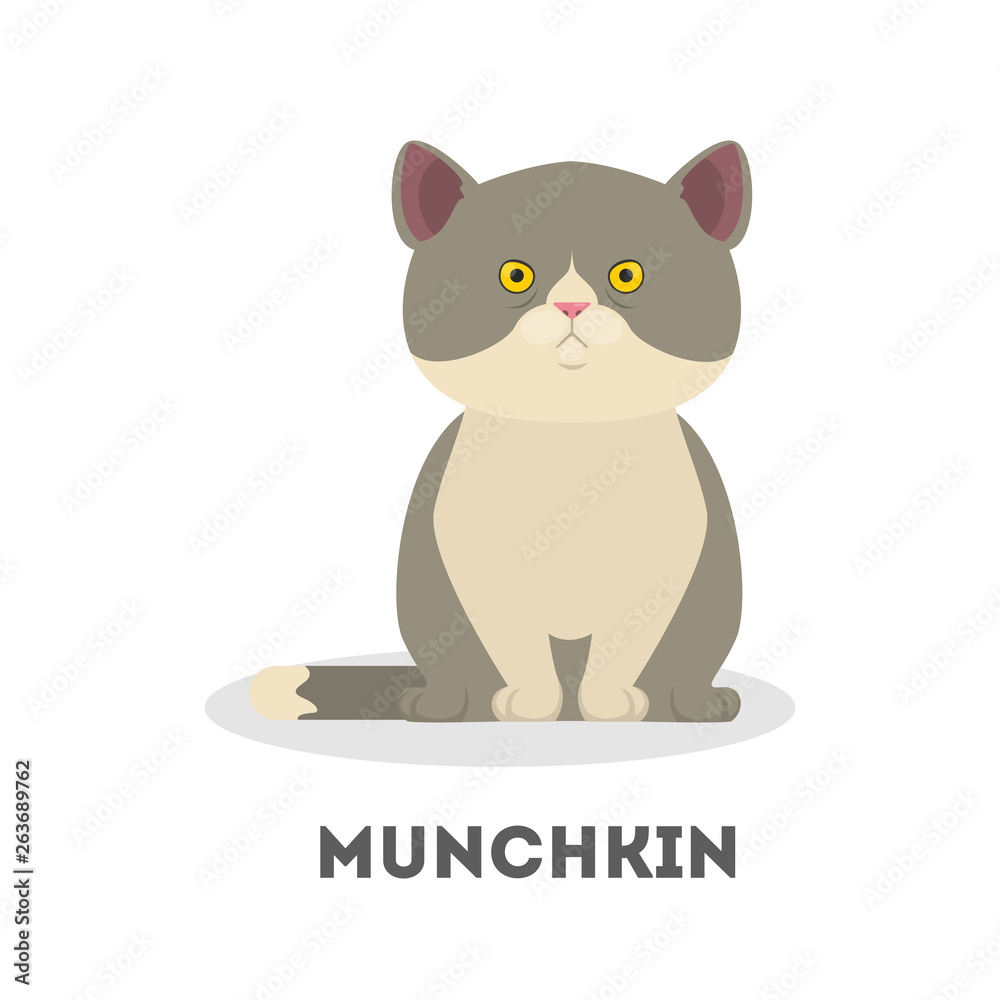 Obraz premium Munchkin cat. Cute funny animal. Adorable pet