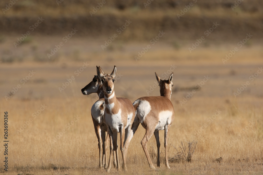 Pronghorn Antelope in Yellowstone National park, Wyoming Pronghorn Antelope in Yellowstone National park, Wyoming