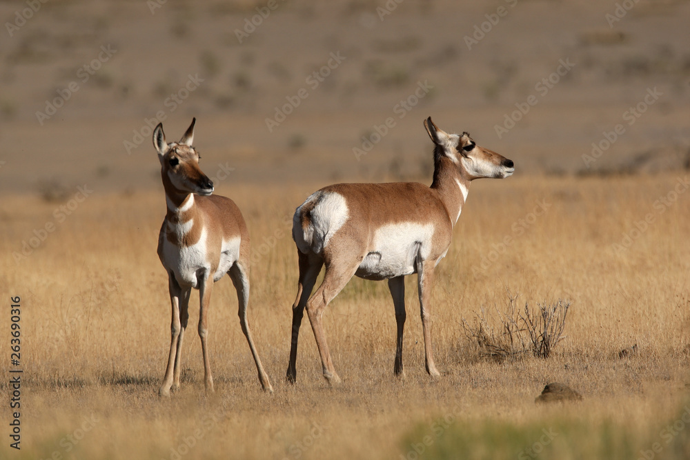 Pronghorn Antelope in Yellowstone National park, Wyoming Pronghorn Antelope in Yellowstone National park, Wyoming