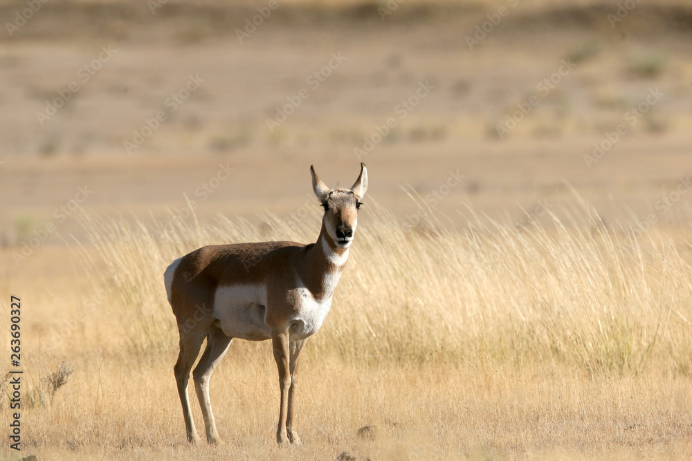 Pronghorn Antelope in Yellowstone National park, Wyoming Pronghorn Antelope in Yellowstone National park, Wyoming