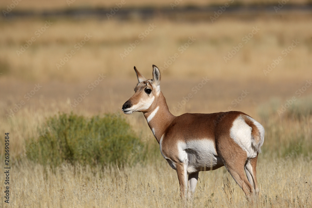 Pronghorn Antelope in Yellowstone National park, Wyoming Pronghorn Antelope in Yellowstone National park, Wyoming