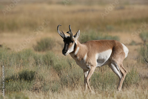 Pronghorn Antelope in Yellowstone National park  Wyoming