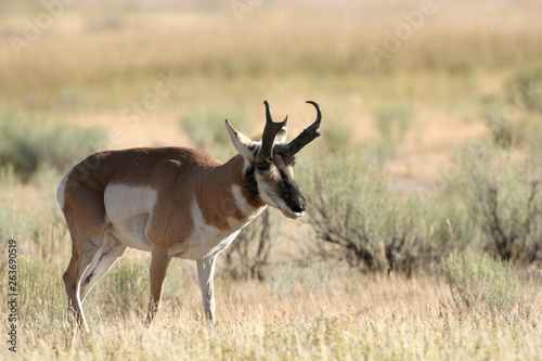 Pronghorn Antelope in Yellowstone National park  Wyoming