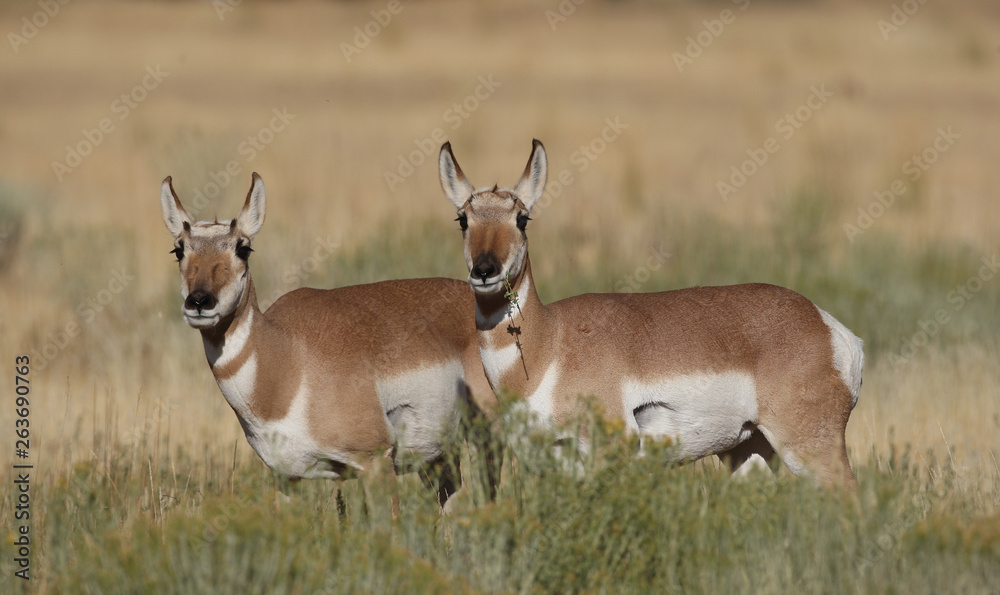 Pronghorn Antelope in Yellowstone National park, Wyoming Pronghorn Antelope in Yellowstone National park, Wyoming
