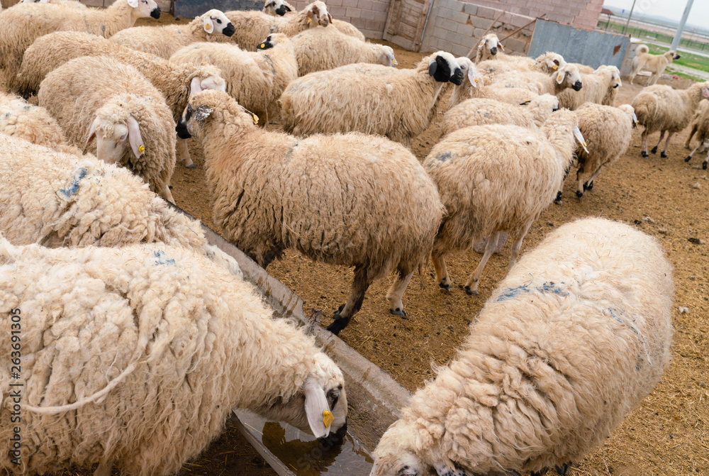 Fototapeta premium Sheep herd just in front of barn, Konya, Turkey