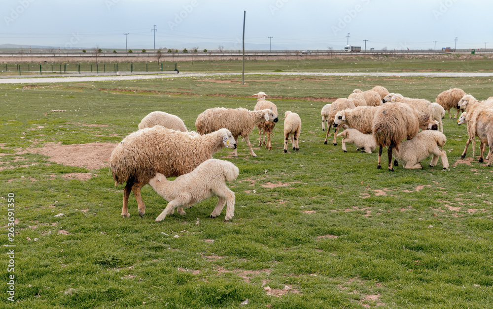 Obraz premium Baby lamb sucking milk from the udder of mother sheep on grass with sheep herd in background, Konya, Turkey