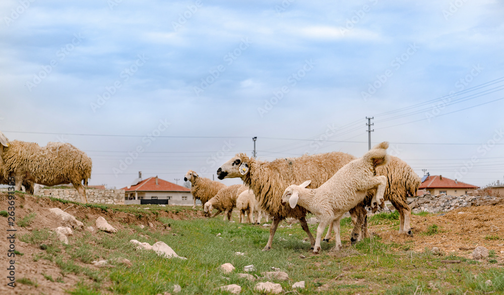 Sheep with playing young lamb on a green grass meadow in Konya, Turkey Sheep with playing young lamb on a green grass meadow in Konya, Turkey