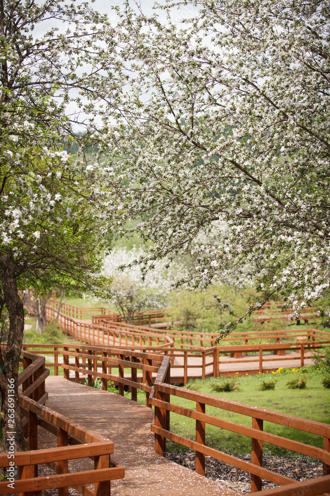 Wooden walkway in the park with blooming white apple trees. Branches of apple trees are covered with white flowers. Spring in the park