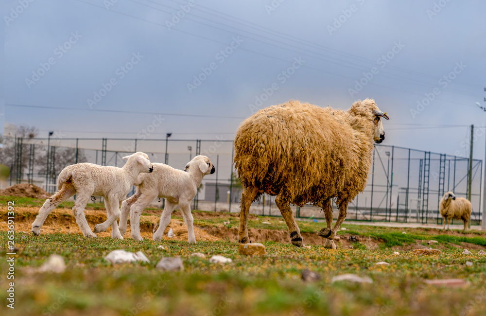 Naklejka premium Ewe (female sheep) with newborn twin lambs in green meadow near a barn in spring time, Konya, Turkey