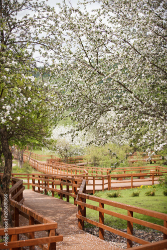 Wooden walkway in the park with blooming white apple trees. Branches of apple trees are covered with white flowers. Spring in the park