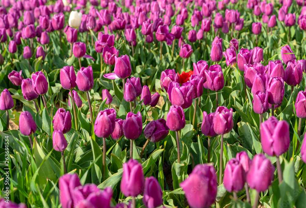 Purple/violet tulips in tulip fields, tulip farm in Konya, Turkey Purple/violet tulips in tulip fields, tulip farm in Konya, Turkey