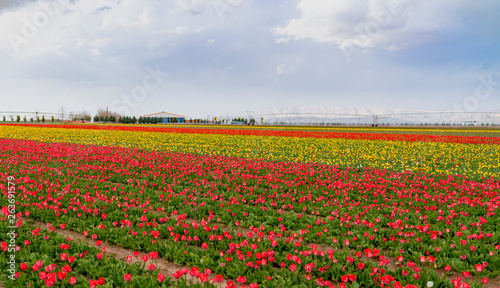 Colorful tulip fields, tulip farm in Konya, Turkey