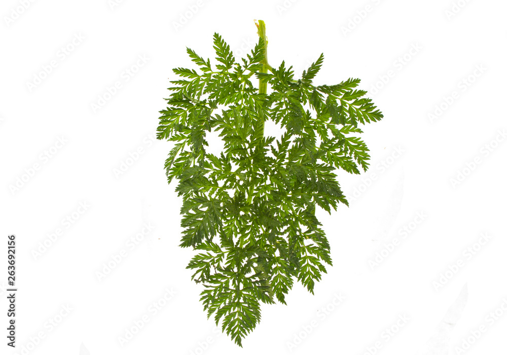 Fototapeta premium green leaf isolated on white background