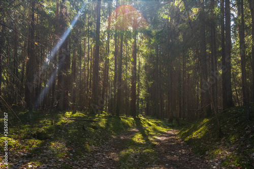 Fototapeta Naklejka Na Ścianę i Meble -  Summer forest. Green forest landscape